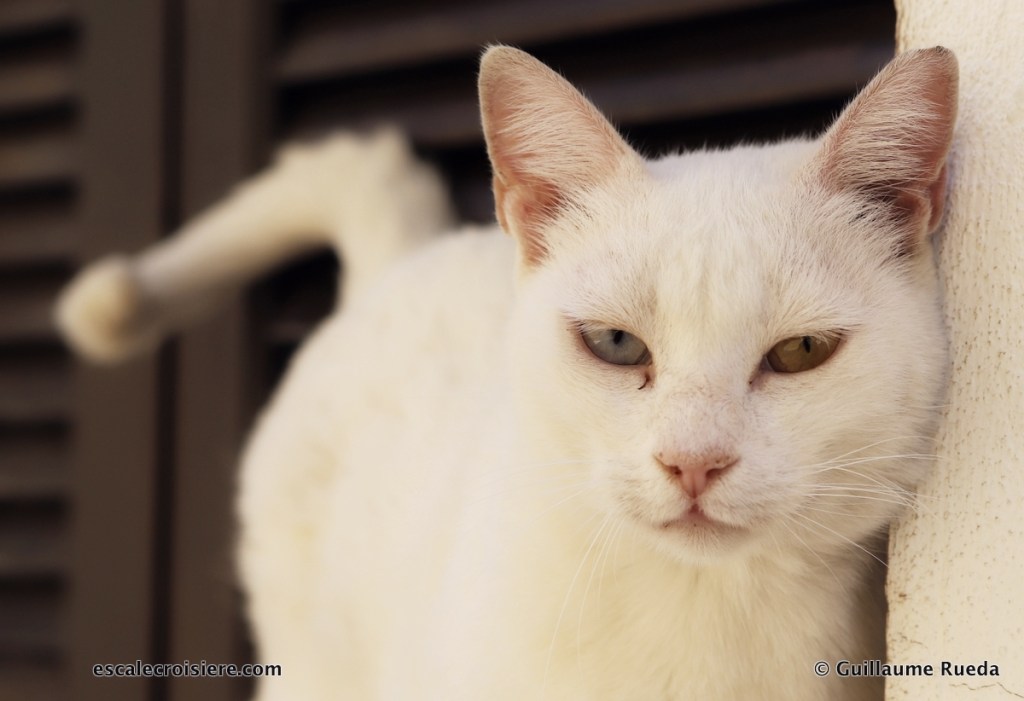 Syros - Grèce - Chat