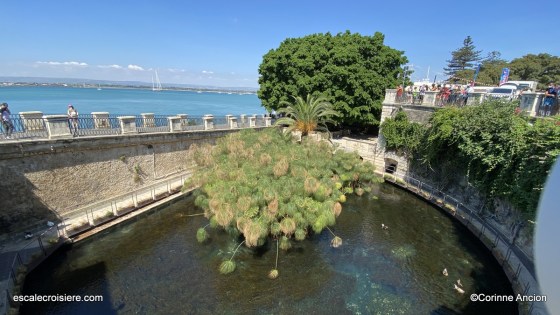 Ortigia - Fontaine d'Aréthuse - Syracuse