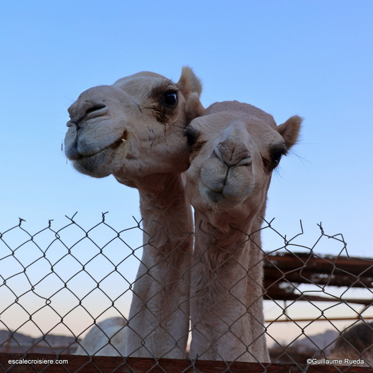 Experience Bédouins - Safaga - Egypte