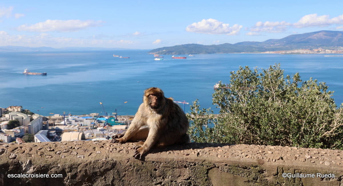 Macaque de Barbarie - Singe Gibraltar