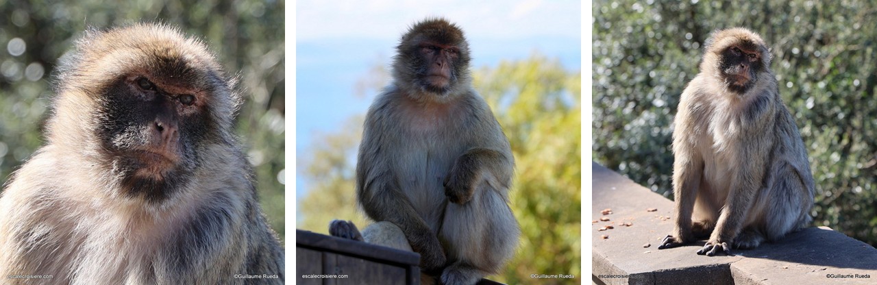 Macaque de Barbarie - Singe Gibraltar