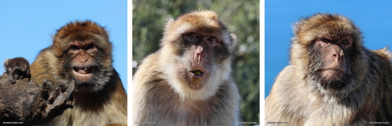 Macaque de Barbarie - Singe Gibraltar