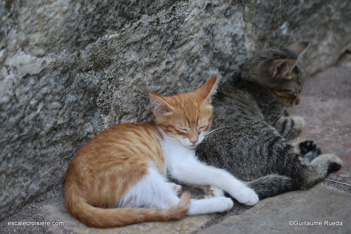 Chats Kotor